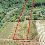 Poljoprivredno zemlji&scaron;te sa maslinikom i vinogradom - poljoprivredno zemljiste sa maslinikom i vinogradom stagliari 01 150x150