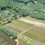 Poljoprivredno zemlji&scaron;te sa maslinikom i vinogradom - poljoprivredno zemljiste sa maslinikom i vinogradom stagliari 02 150x150