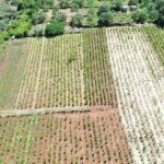 Poljoprivredno zemlji&scaron;te sa maslinikom i vinogradom - poljoprivredno zemljiste sa maslinikom i vinogradom stagliari 03 150x150