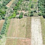 Poljoprivredno zemlji&scaron;te sa maslinikom i vinogradom - poljoprivredno zemljiste sa maslinikom i vinogradom stagliari 04 150x150