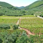 Poljoprivredno zemlji&scaron;te sa maslinikom i vinogradom - poljoprivredno zemljiste sa maslinikom i vinogradom stagliari 06 150x150