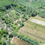 Poljoprivredno zemlji&scaron;te sa maslinikom i vinogradom - poljoprivredno zemljiste sa maslinikom i vinogradom stagliari 07 150x150